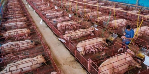 Projekat svinjca za 100 grla: kako ga sami izgraditi